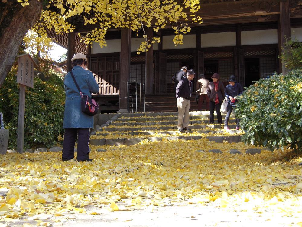 祖父江銀杏 020.jpg